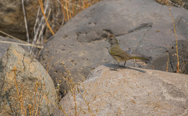 House sparrow on rock in west