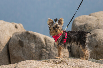 cute Yorkshire terrier puppy on rocks 