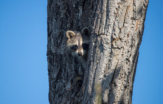 Baby Raccoon Sleeping In Tree Trunk