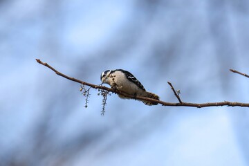 downy woodpecker on a branch