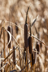 cattails in fall close up