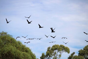 Yellow-tailed Black Cockatoos (Calyptorhynchus funereus), returning to roost, South Australia