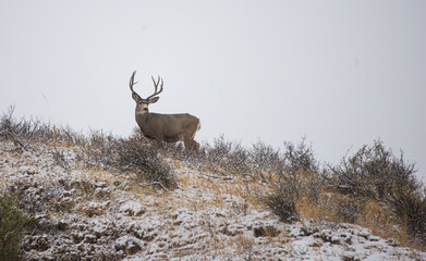 Mule deer in rutting buck and female