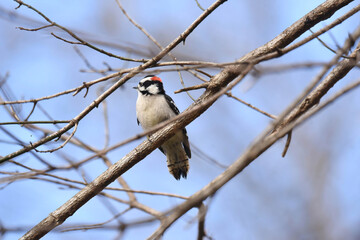 downy woodpecker on a branch