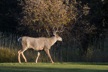 Mule deer in rutting buck and female