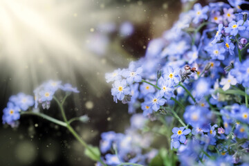 Fototapeta na wymiar Flowers of forget-me-nots in rays of light