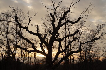 Trauer Lebensabend Baum kahl Winter Silhouette
