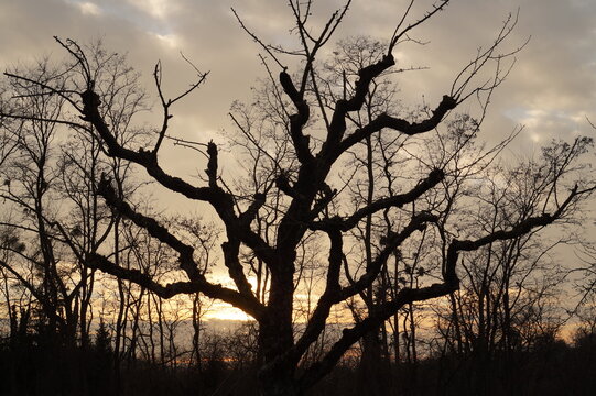 Trauer Lebensabend Baum kahl Winter Silhouette © Martin