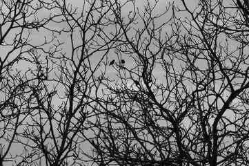 Trauer Lebensabend Ast Geflecht Bäume kahl Winter Silhouette