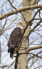 American bald eagle in tree top