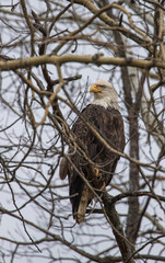 American bald eagle in tree top