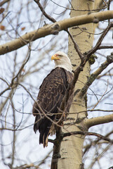 American bald eagle in tree top