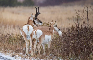 Fotobehang pronghorn antelope buck in rut © Jen