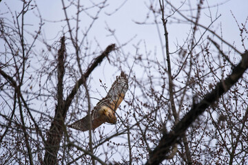 red-shouldered hawk flying off