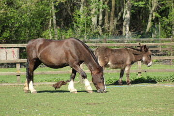 horse eating grass