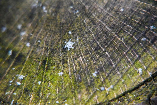 snowflake on mossy log