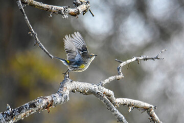 yellow-rumped warbler taking off a branch
