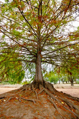 Swamp cypress (Taxodium distichum) tree with exposed roots in Autumn