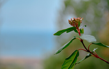 red and purple flower hanging on tree in forests together with blurred sky and sea background.