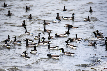 Obraz premium brants foraging for seaweed on the shore