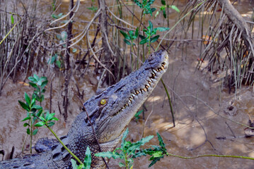 Blue colored saltwater crocodile in the Adelaide River in the Northern Territory of Australia