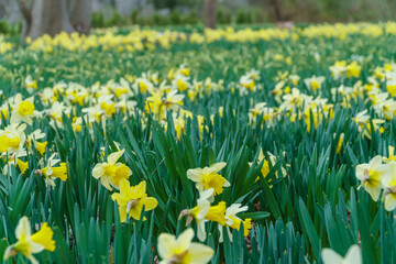 Yellow daffodil flowers in field of many flowers