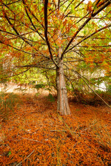 autumn in the woods