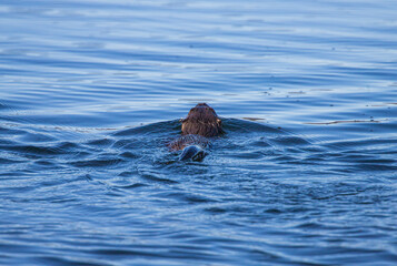 River otters playing in water