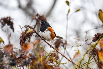 Towhee on a branch eating berries