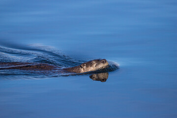 Obraz premium River otters playing in water