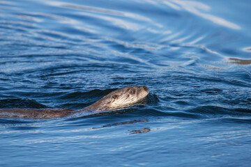 Obraz premium River otters playing in water