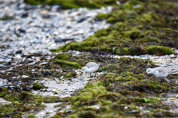 sanderlings on the mossy beach shore