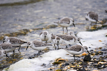 sanderlings on the foamy beach shore