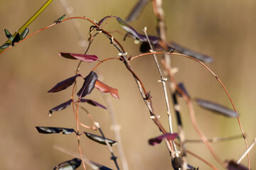 colorful autumn holly leaves in the woods