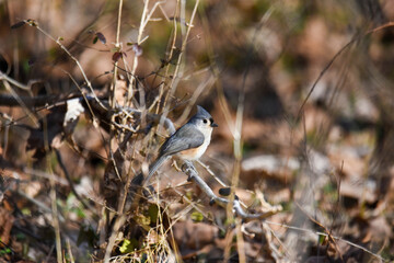 tufted titmouse on a branch