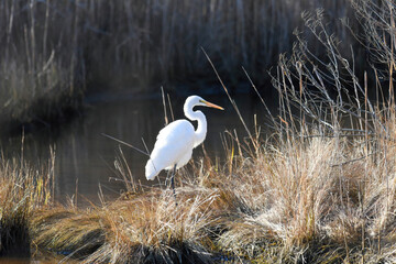 white egret in the marsh