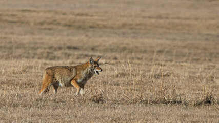 Coyote hunting in field with mouse 