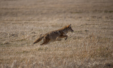 Coyote hunting in field with mouse 