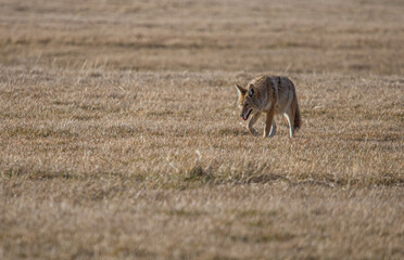 Coyote hunting in field with mouse 