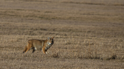 Naklejka na ściany i meble Coyote hunting in field with mouse 
