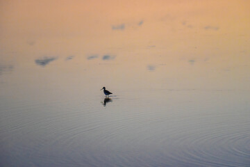 yellowlegs on the water during sunset