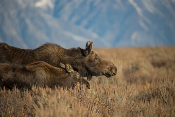 huge bull moose in Tetons mountain range in rut