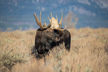 huge bull moose in Tetons mountain range in rut