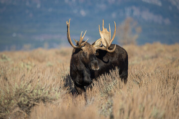 huge bull moose in Tetons mountain range in rut