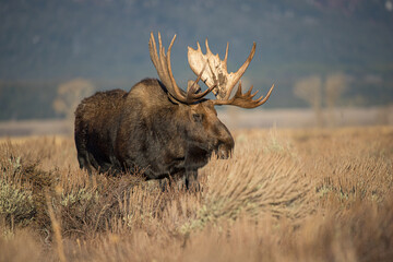 huge bull moose in Tetons mountain range in rut