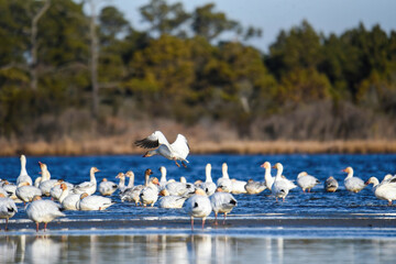 large flock of snow geese in the bay