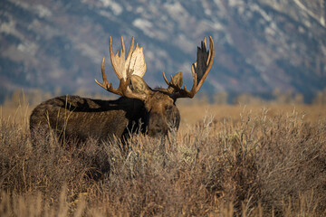 huge bull moose in Tetons mountain range in rut