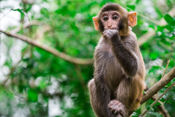 Monkey eating in a tree in Kam Shan Country Park in Hong Kong