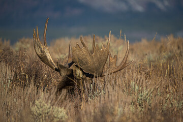 huge bull moose in Tetons mountain range in rut