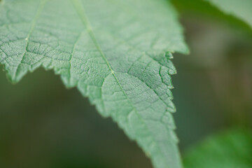 Macro of green plant leaf succulent pattern